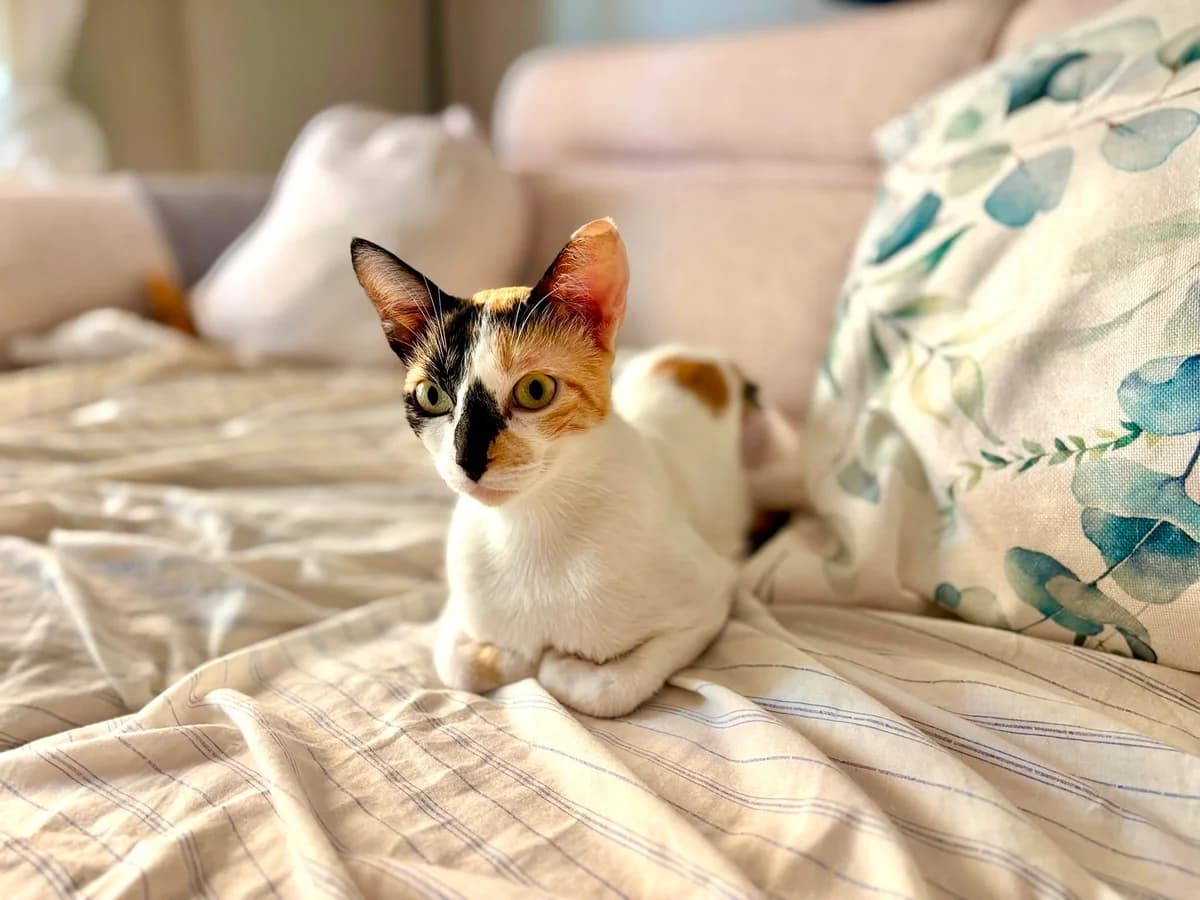 Mel, female Mixed Breed for adoption at Gatalunya Cat Rescue