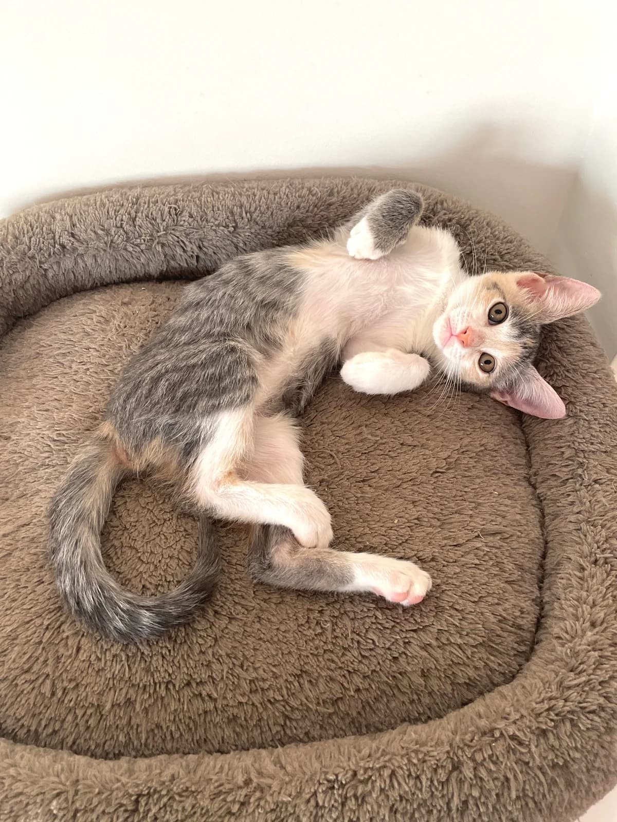Mila, female Mixed Breed for adoption at Gatalunya Cat Rescue