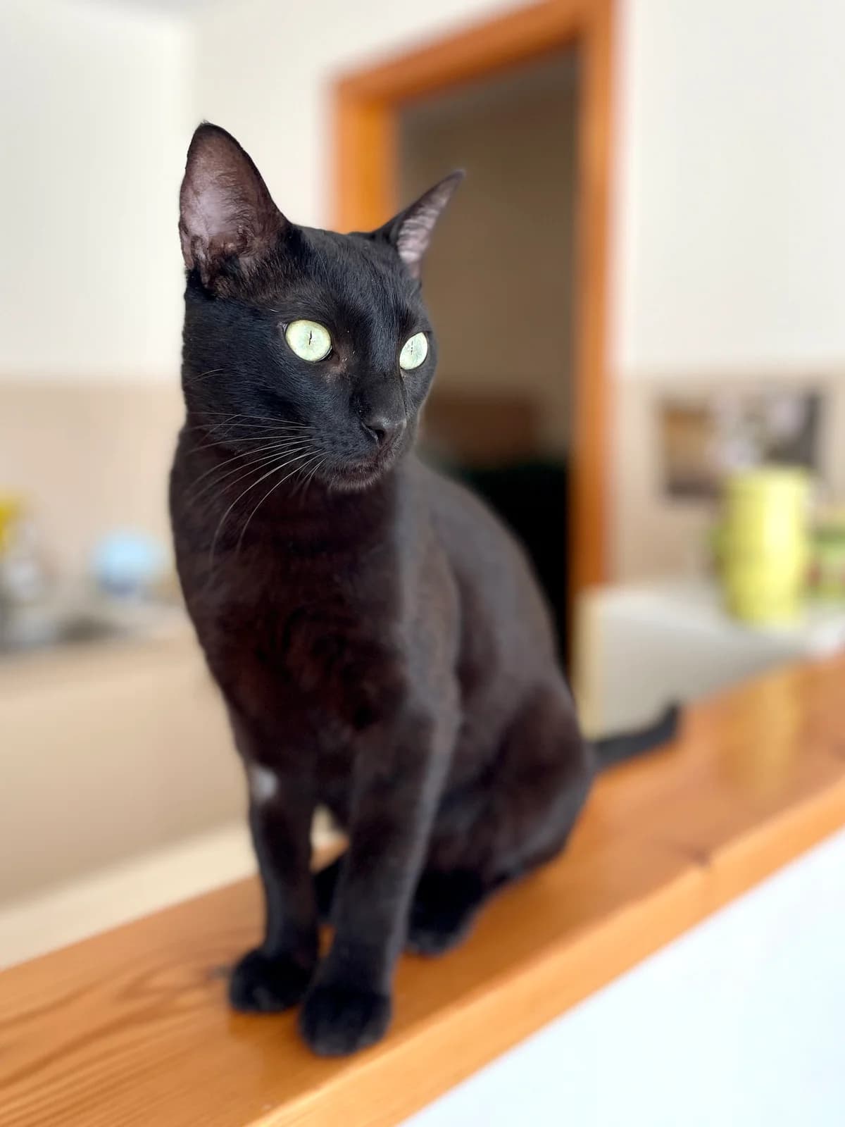 Nico, Mixed Breed (Gatalunya Cat Rescue)
