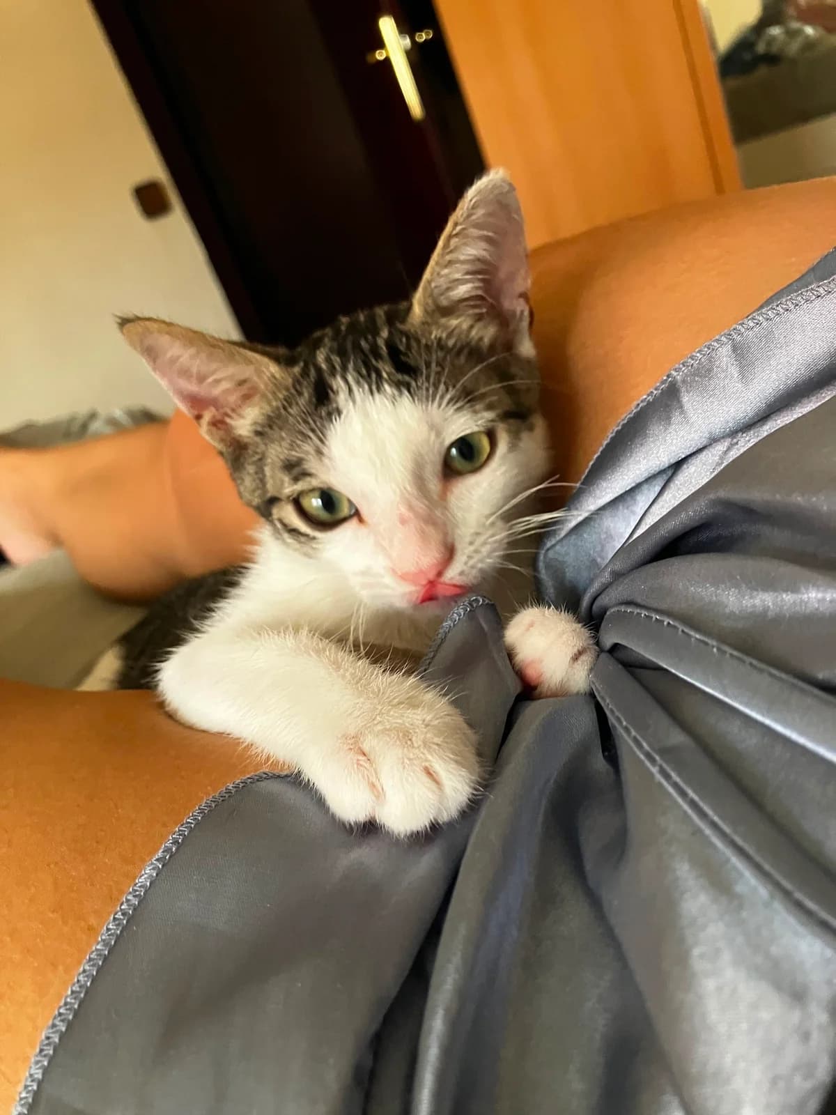 Pickle, male Mixed Breed for adoption at Gatalunya Cat Rescue