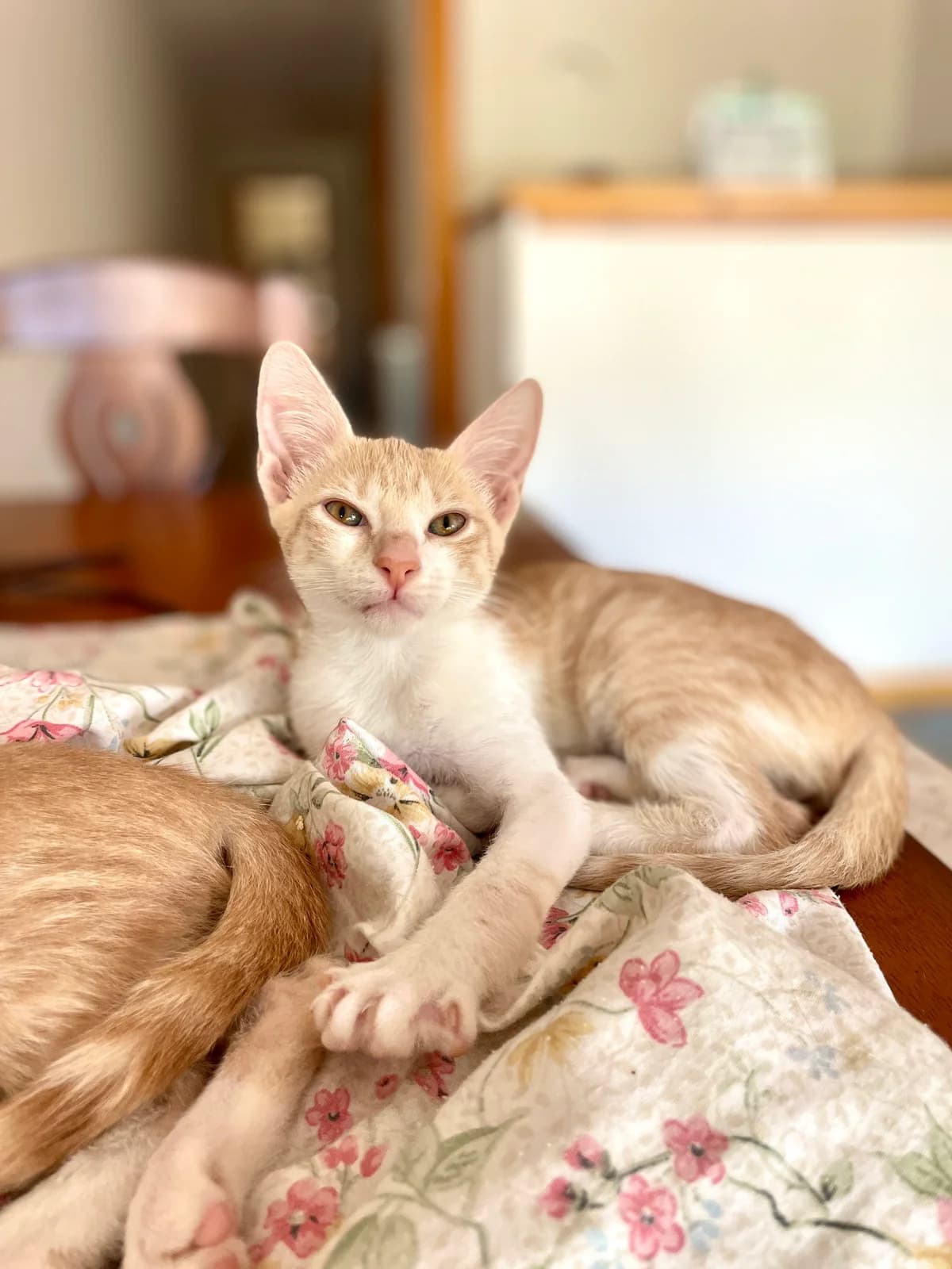 Sam, male Mixed Breed for adoption at Gatalunya Cat Rescue