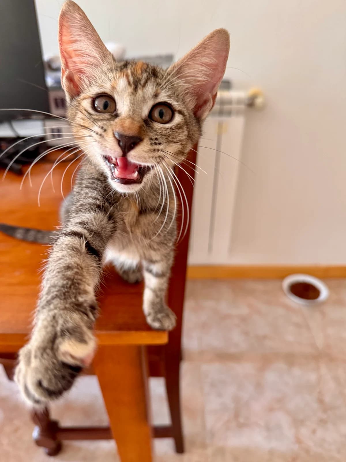 Spritz, female Mixed Breed for adoption at Gatalunya Cat Rescue