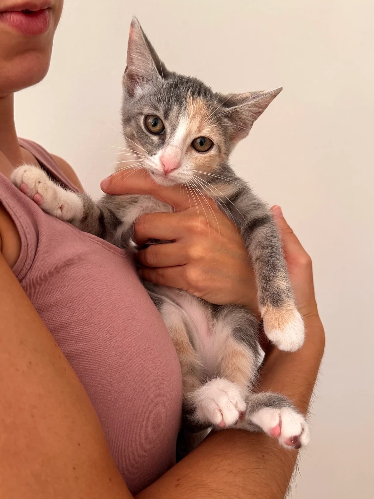 Toffee, female Mixed Breed for adoption at Gatalunya Cat Rescue