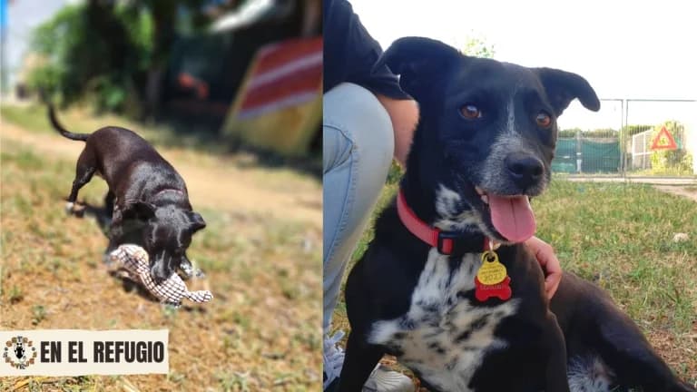 Ava,  senior Mixed Breed for adoption at Gatas Salvajes, Seville
