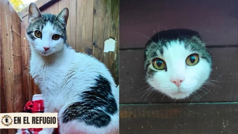 Chuso,  senior Mixed Breed for adoption at Gatas Salvajes, Seville