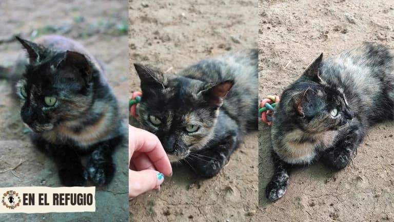 Flora,  senior Mixed Breed for adoption at Gatas Salvajes, Seville