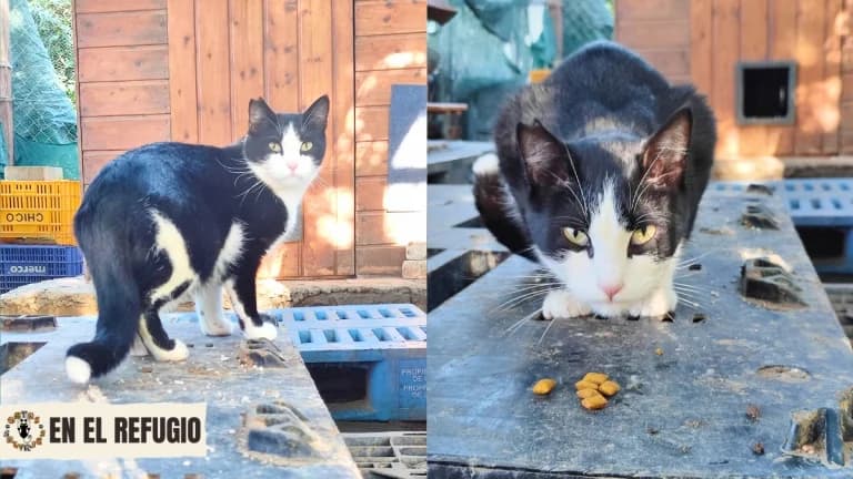 Oreo,  young Mixed Breed for adoption at Gatas Salvajes, Seville