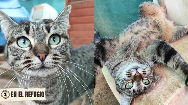 Rosita,  5yo Mixed Breed for adoption at Gatas Salvajes, Seville