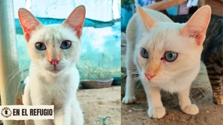 Sol,  5yo Mixed Breed for adoption at Gatas Salvajes, Seville