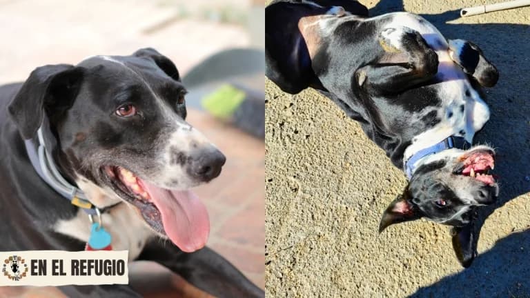 Tyrion,  senior Mixed Breed for adoption at Gatas Salvajes, Seville