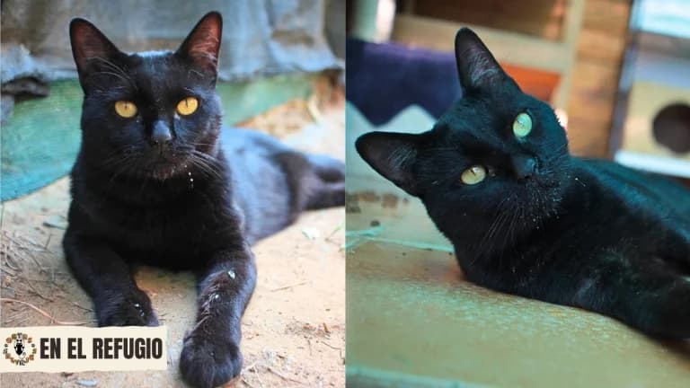 Zizu,  6yo Mixed Breed for adoption at Gatas Salvajes, Seville
