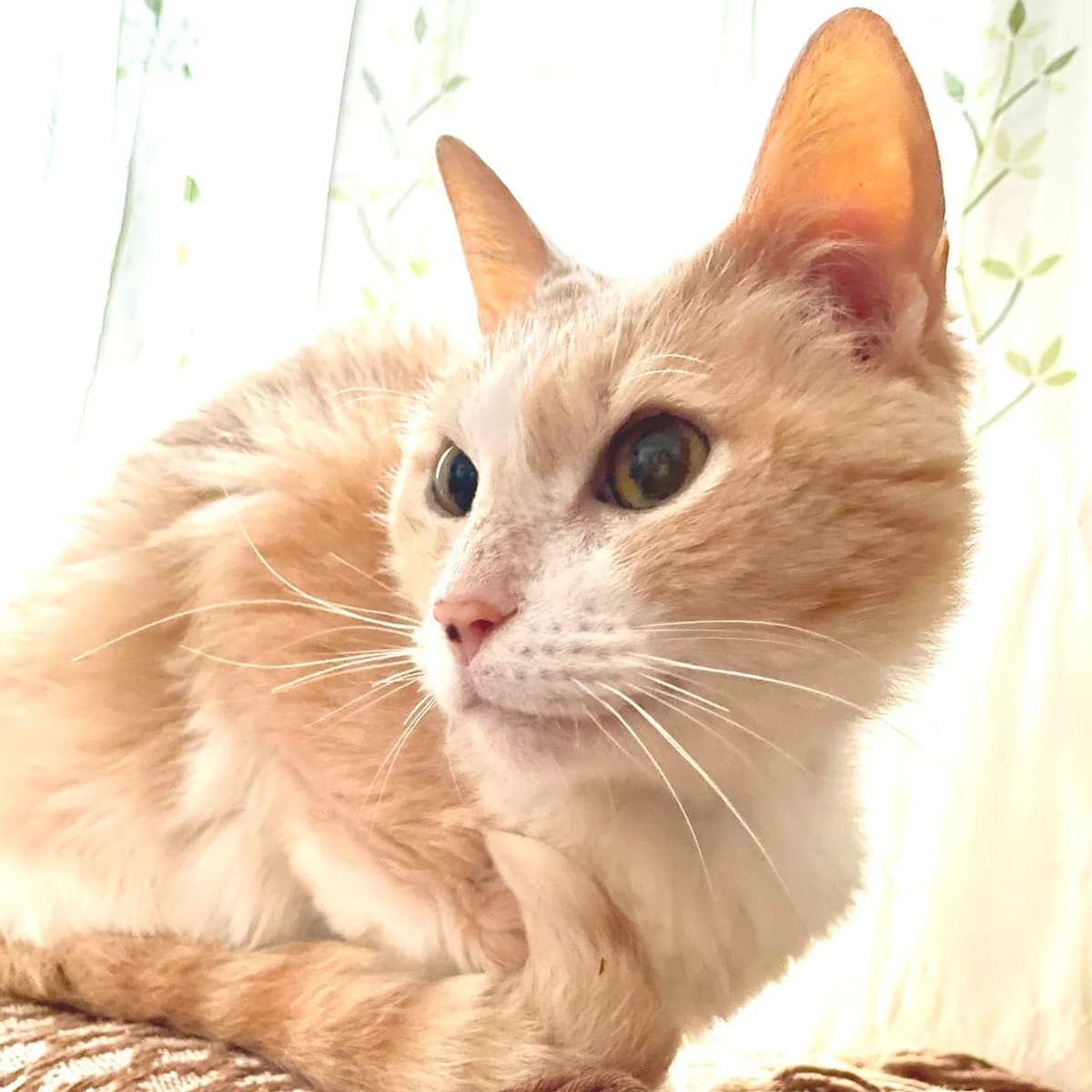 Mimosina,  Mixed Breed for adoption at Asociacion GATA