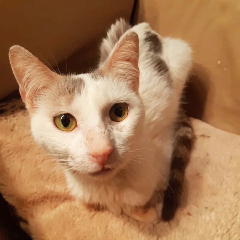 Pochi,  Mixed Breed for adoption at Asociacion GATA
