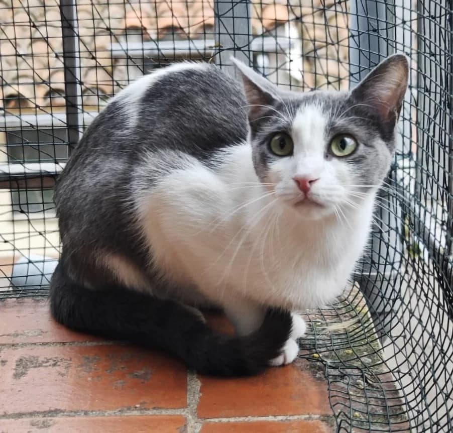 Greta, female young Mixed Breed for adoption at GiroGats