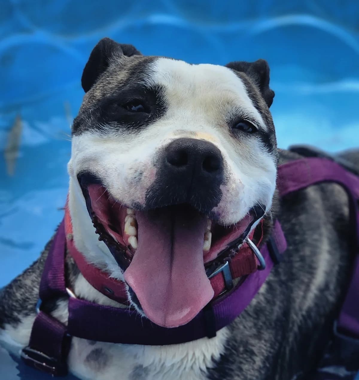 COCO, male senior Pit Bull Terrier for adoption at Help Guau