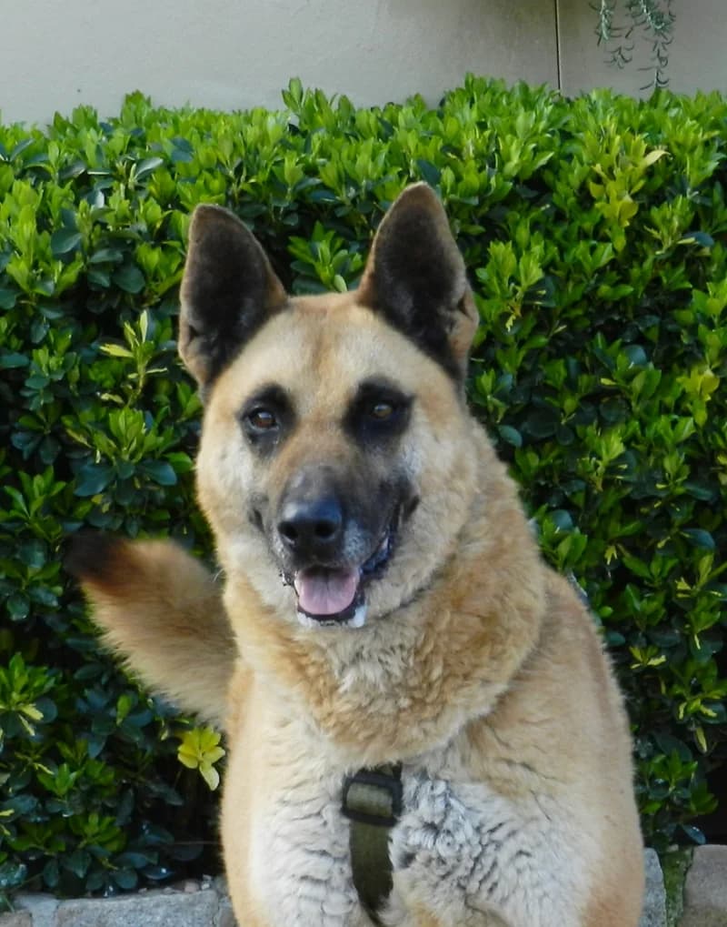 JULIETA, female senior Belgian Malinois for adoption at Help Guau