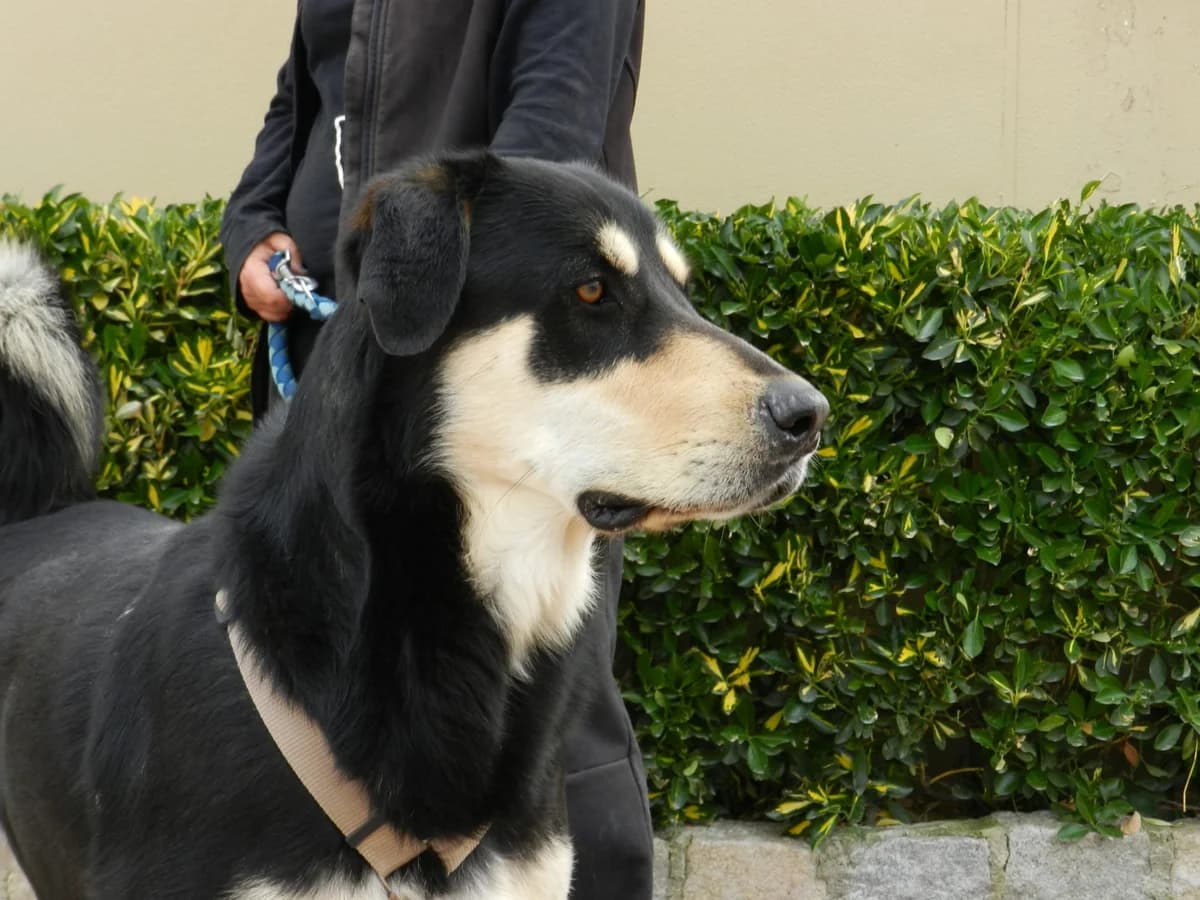 ROCKY, male senior Mixed Breed for adoption at Help Guau