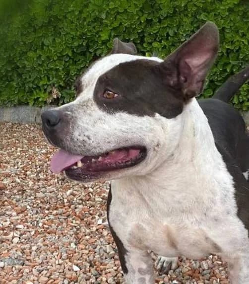 REX, male senior mixed breed for adoption at Help Guau