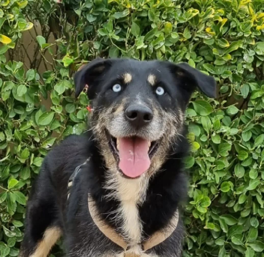 RATZ, male senior Mixed Breed for adoption at Help Guau