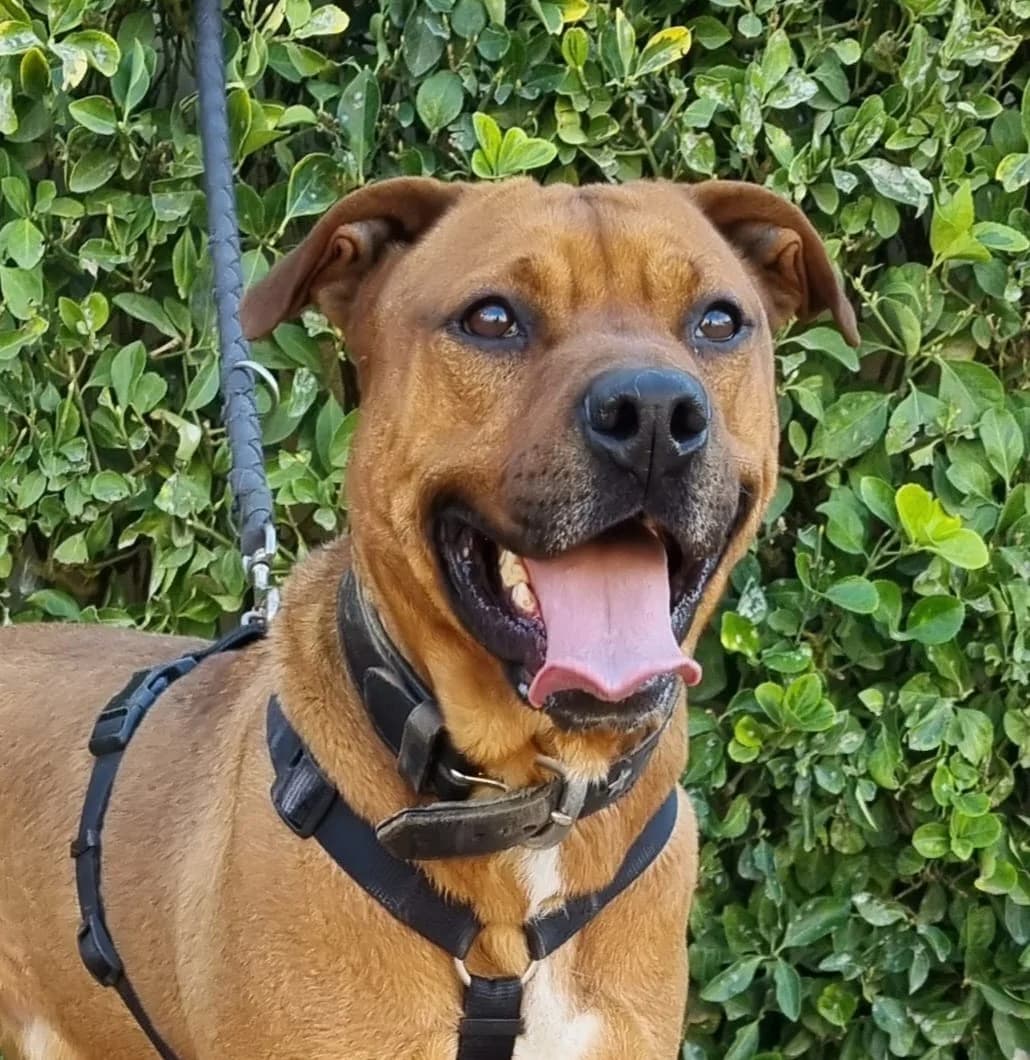 GUTI, male senior American Staffordshire Terrier for adoption at Help Guau