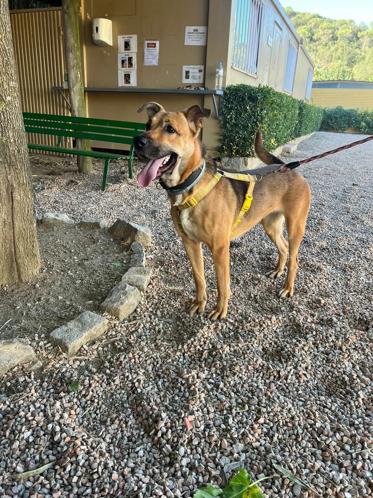 IDOIA, female 6yo Mixed Breed for adoption at Help Guau