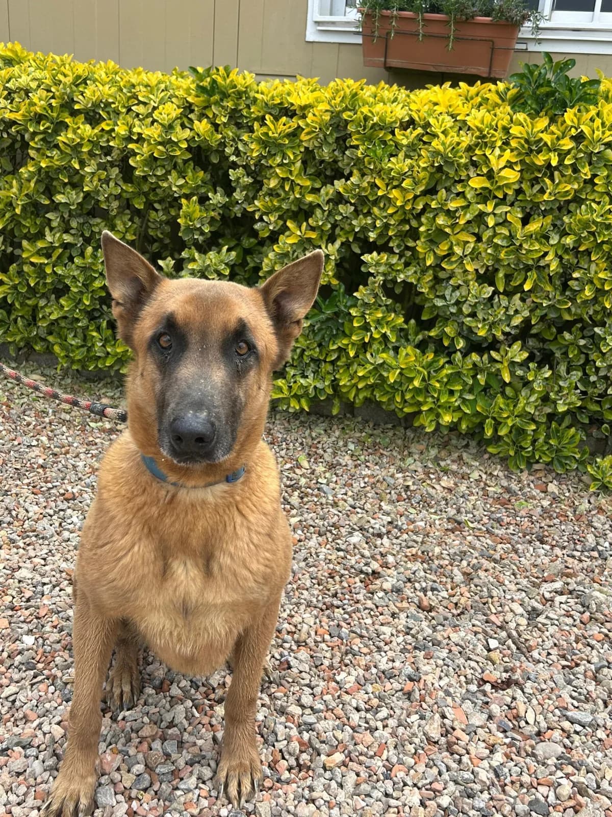 YANET, female 7yo Belgian Malinois for adoption at Help Guau