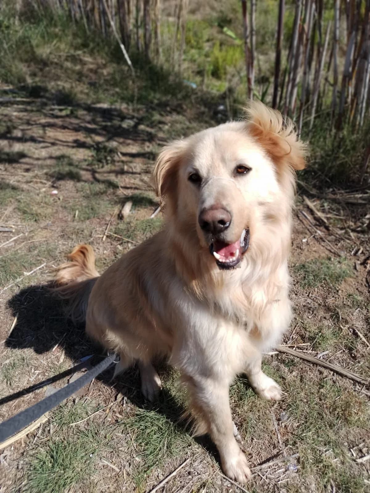 TUPAC, male 5yo Golden Retriever for adoption at Help Guau