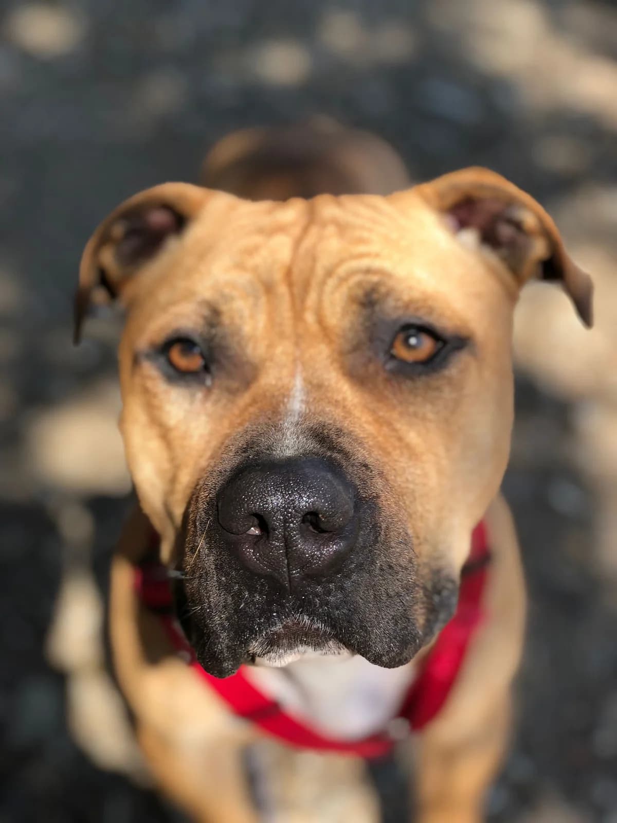 HULK, male 5yo Pit Bull Terrier for adoption at Help Guau