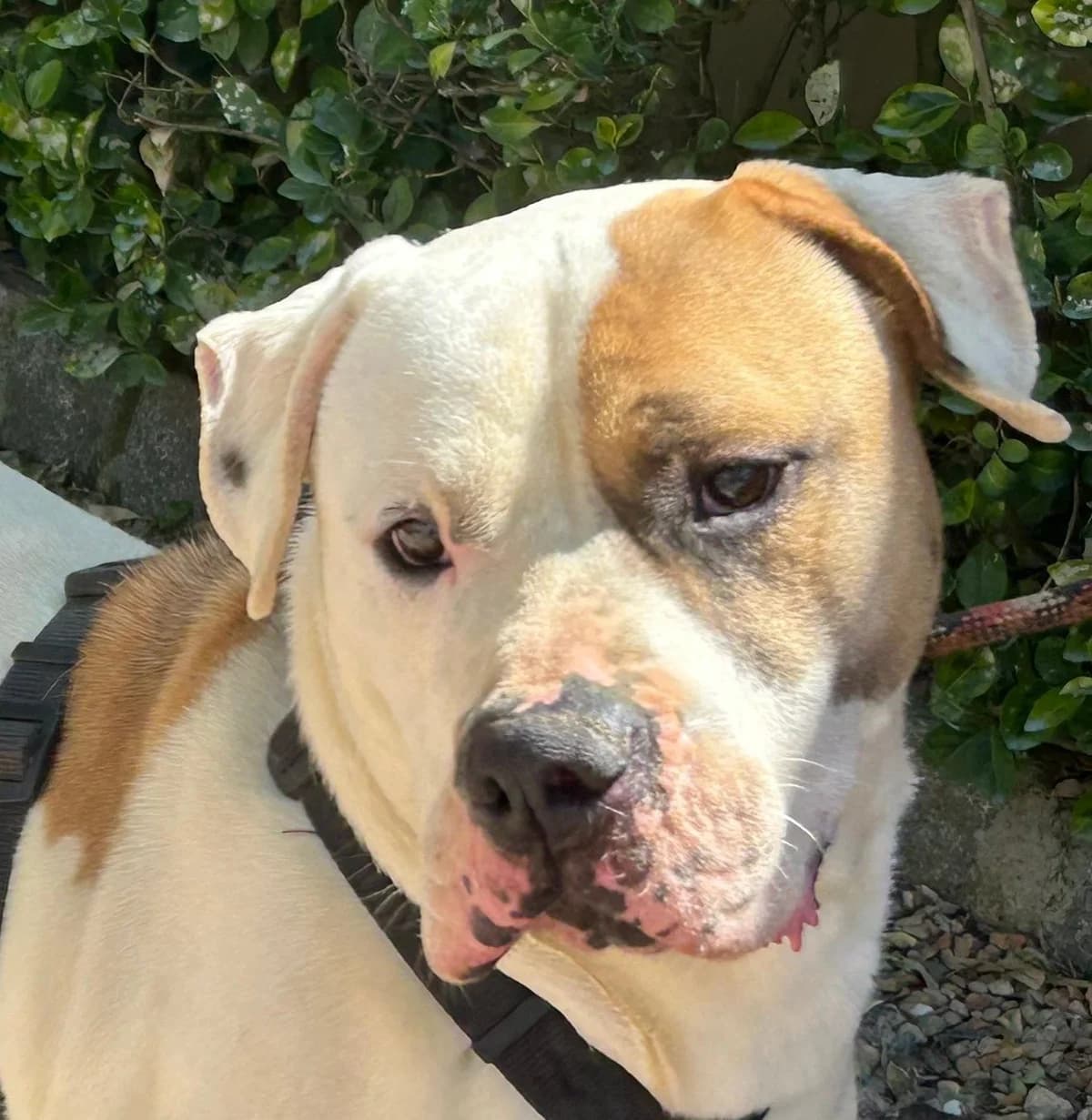 CHIPI, male 4yo American Staffordshire Terrier for adoption at Help Guau