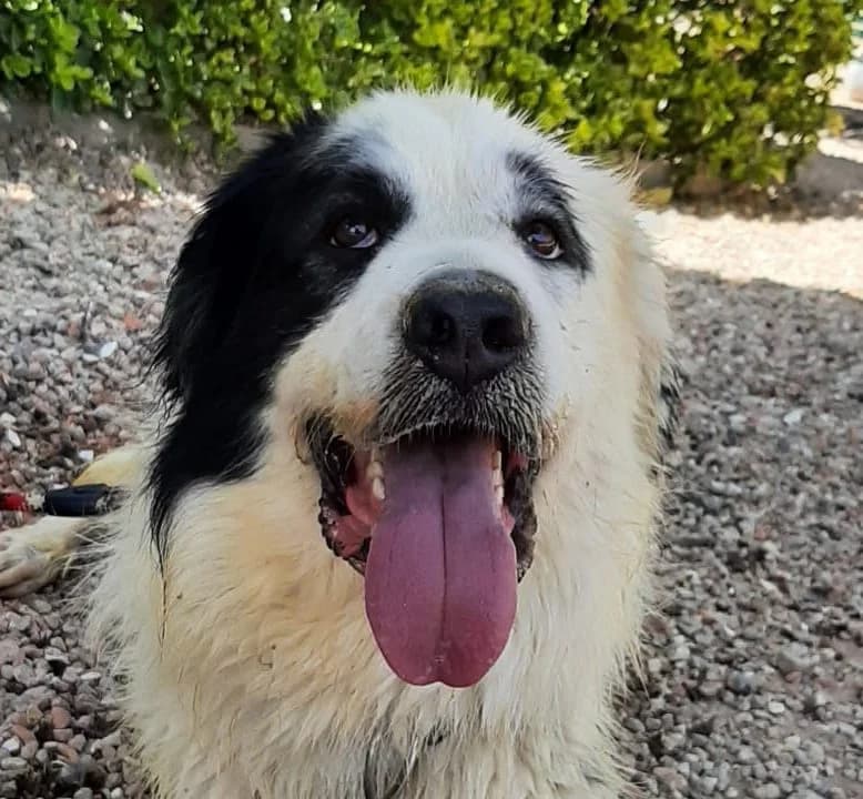 PANDA, male 4yo Spanish Mastiff for adoption at Help Guau
