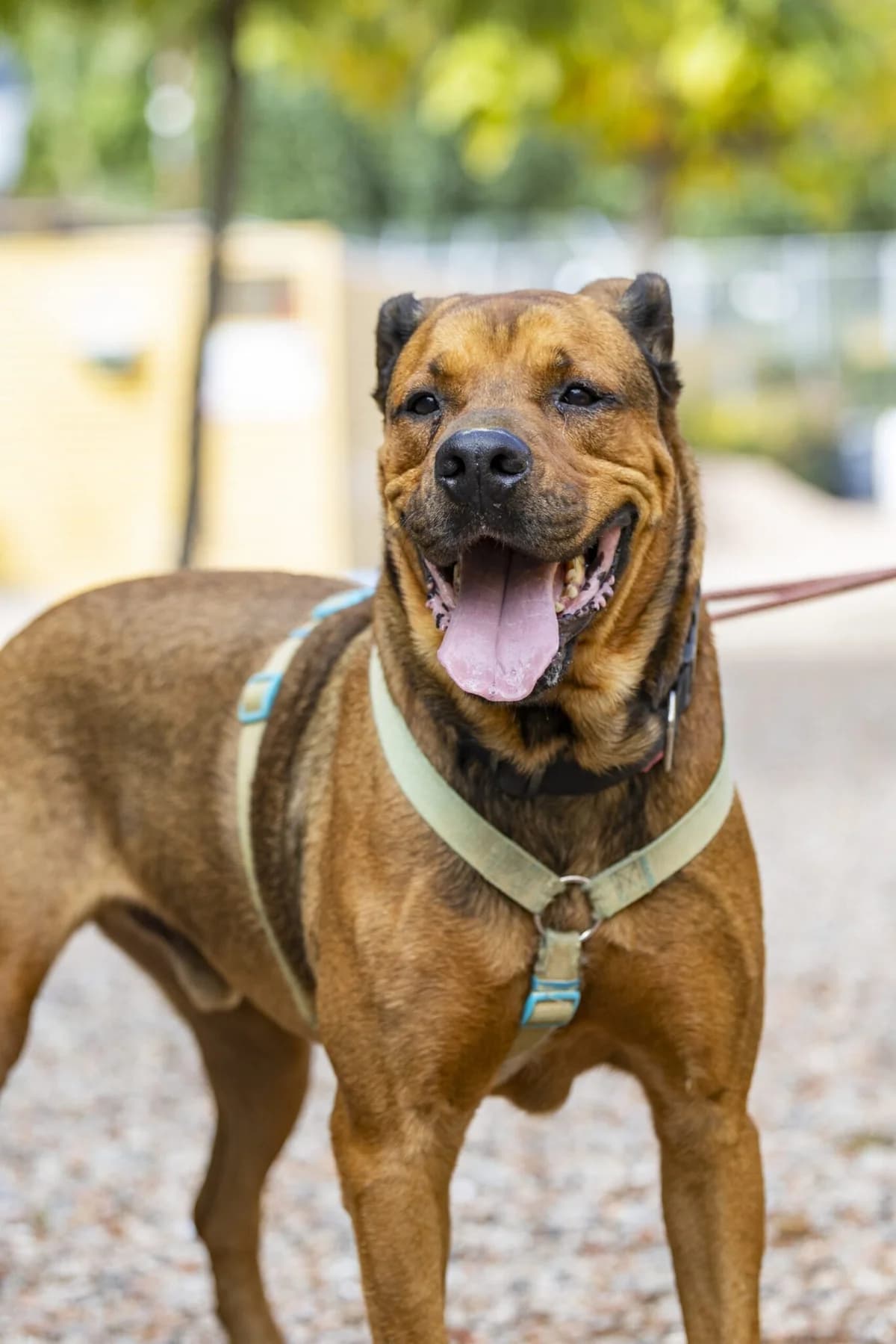 CARONTE, male 7yo Mixed Breed for adoption at Help Guau