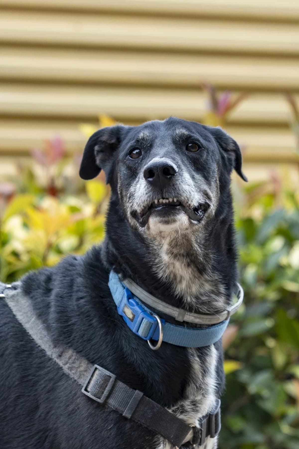 ANACARDO, male senior Mixed Breed for adoption at Help Guau