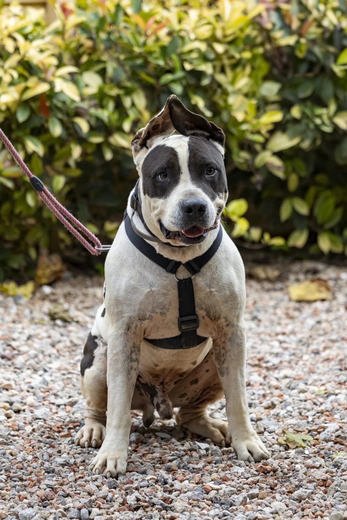 DAYRON, male senior Mixed Breed for adoption at Help Guau