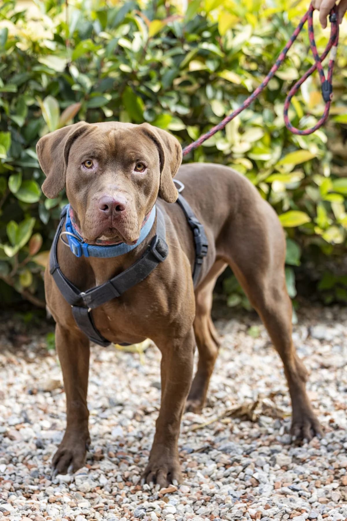 HARU, male 7yo Mixed Breed for adoption at Help Guau