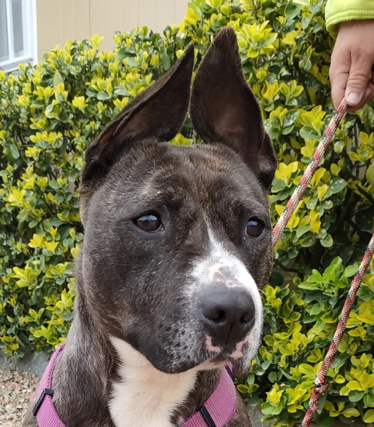 TUCA, female 5yo Pit Bull Terrier for adoption at Help Guau