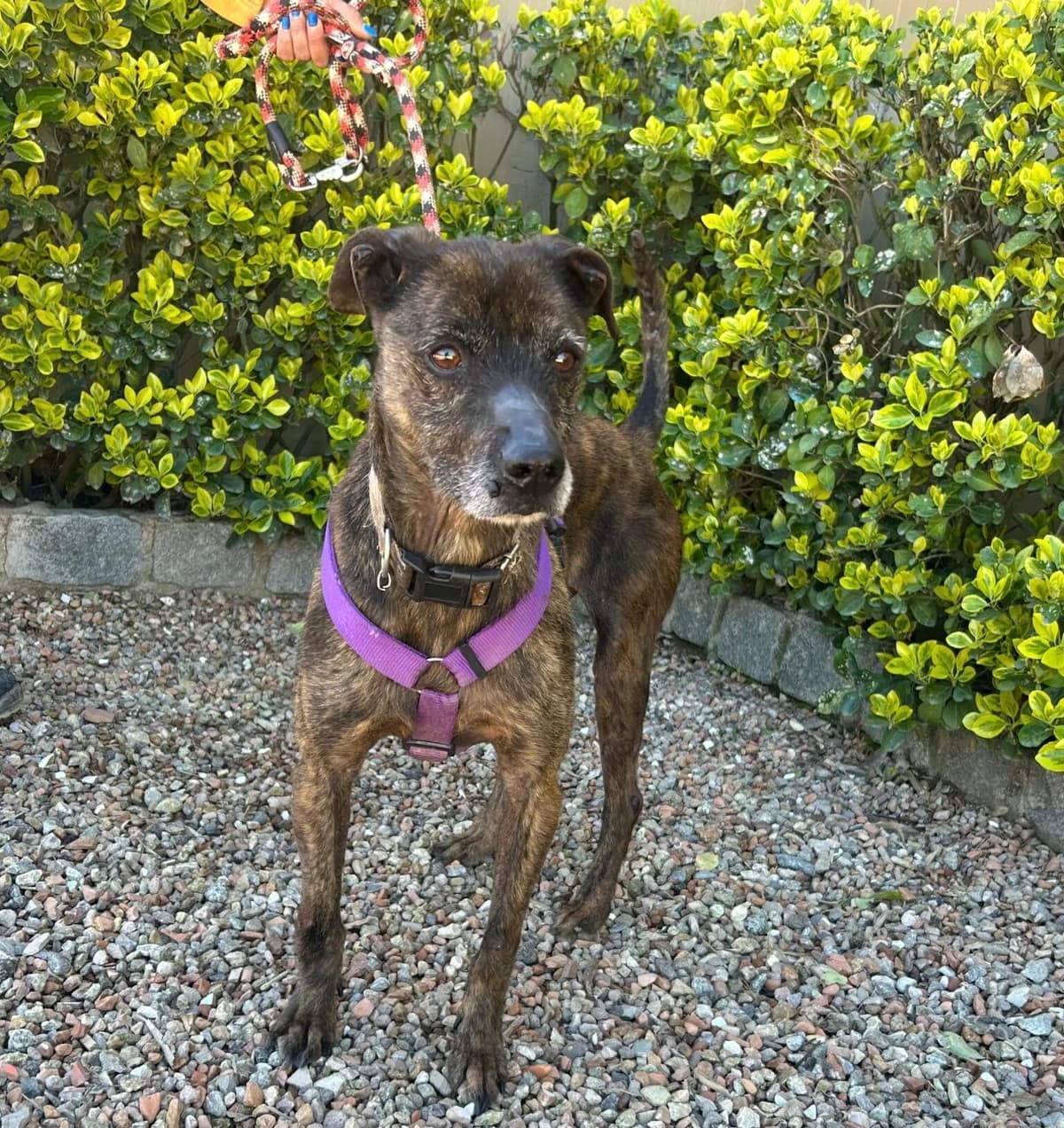 LEO, male senior Mixed Breed for adoption at Help Guau