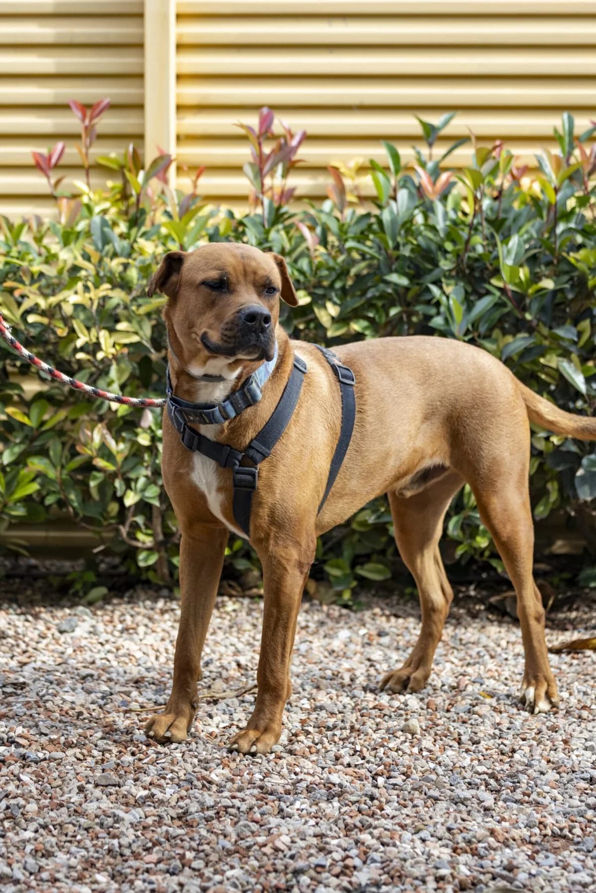 FER, male 4yo Mixed Breed for adoption at Help Guau