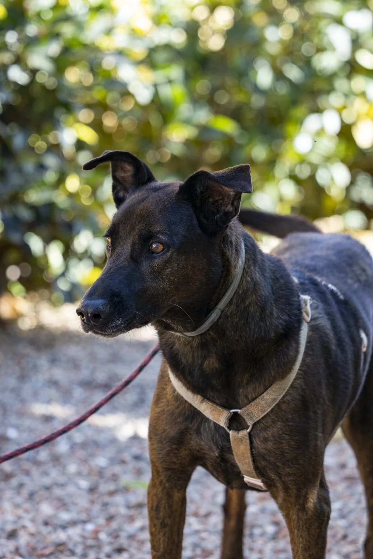 TRANCE, male senior Mixed Breed for adoption at Help Guau
