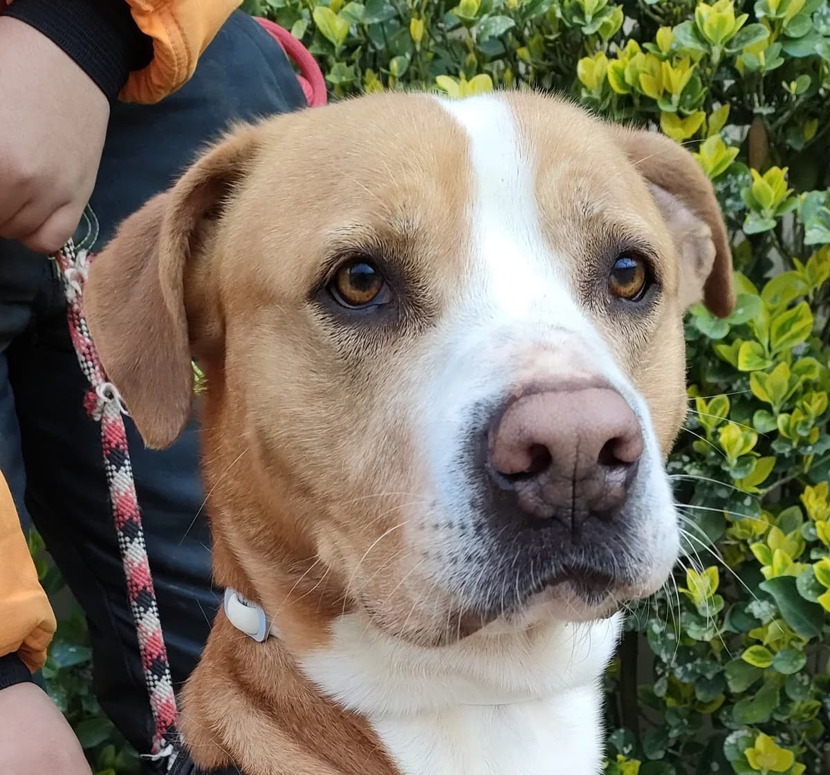 MIRLO, male 3yo American Staffordshire Terrier for adoption at Help Guau