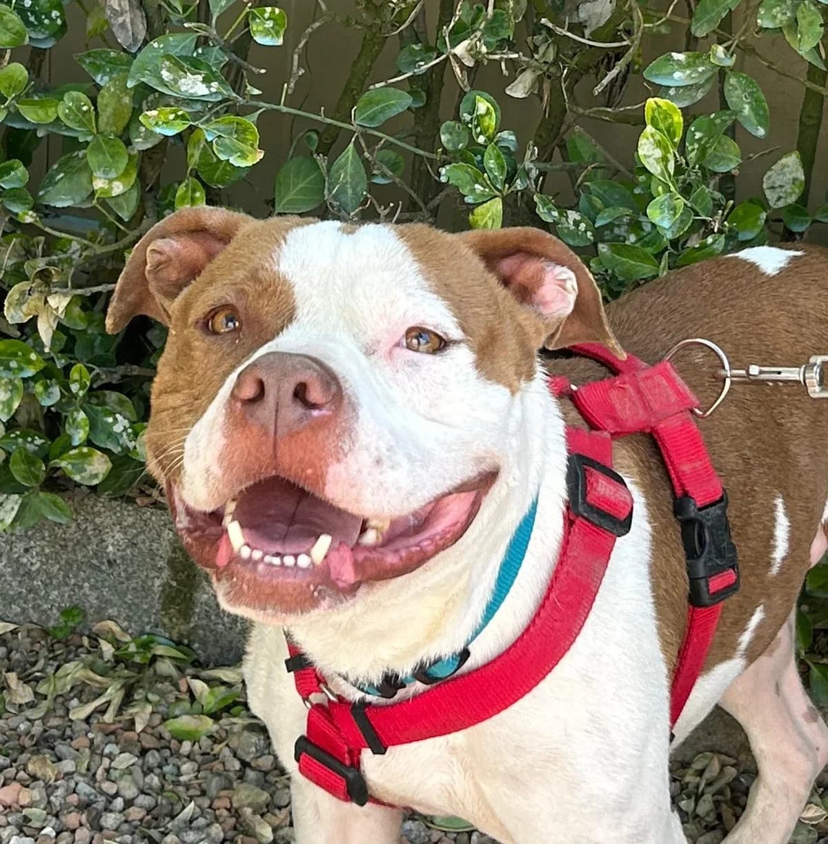 DRAKO, male 7yo American Staffordshire Terrier for adoption at Help Guau