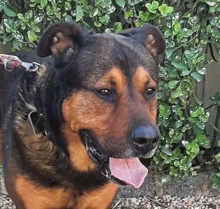 TRUKO, male senior Mixed Breed for adoption at Help Guau