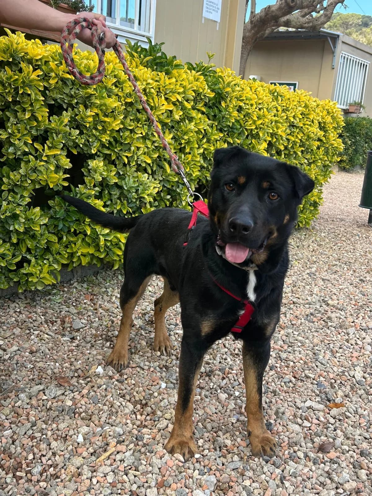 VAN GOGH, male Mixed Breed for adoption at Help Guau