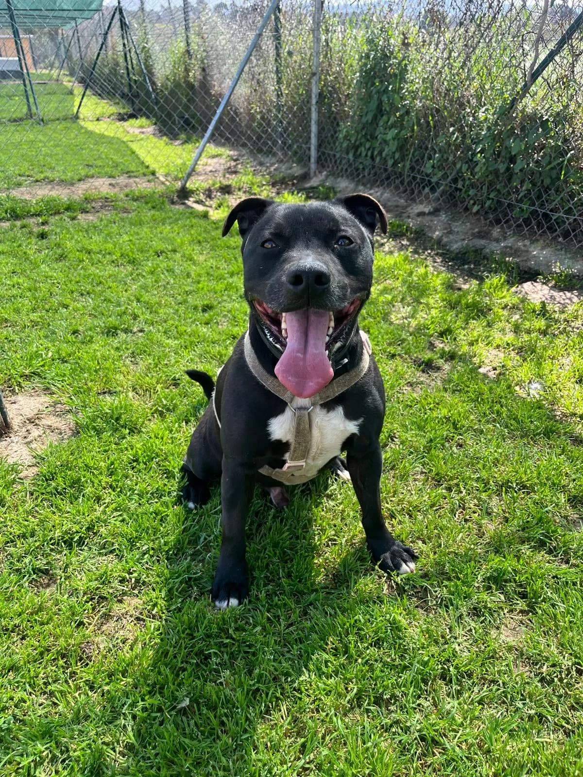 ROCKY, male American Staffordshire Terrier for adoption at Help Guau