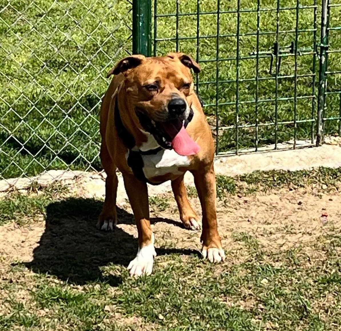 NOI, male Mixed Breed for adoption at Help Guau