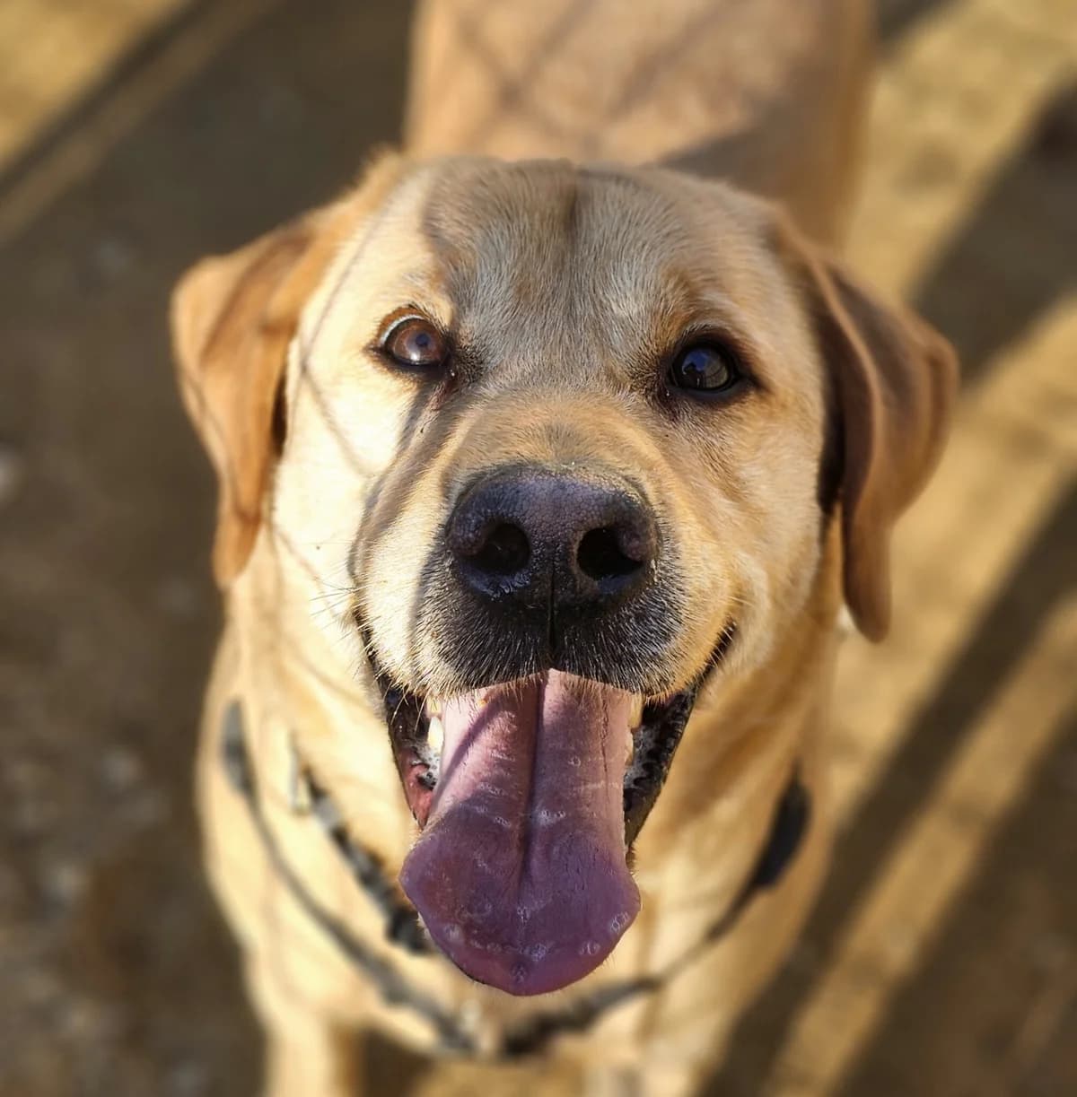 RODA, male Mixed Breed for adoption at Help Guau