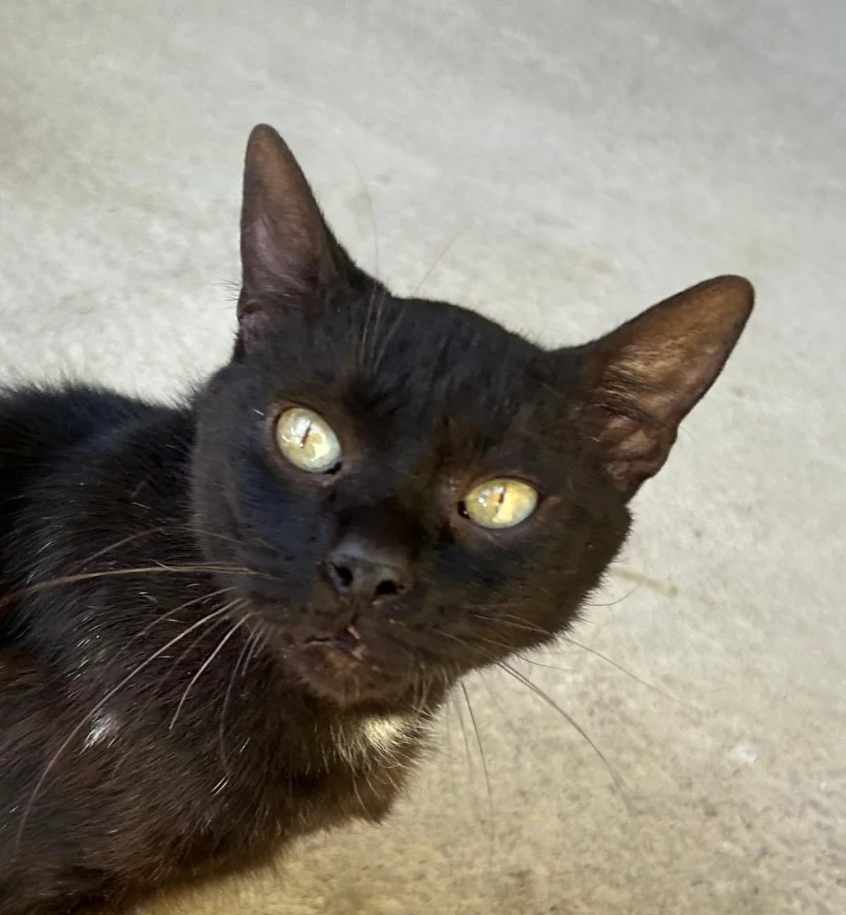 BANUS, female senior European Shorthair for adoption at Help Guau