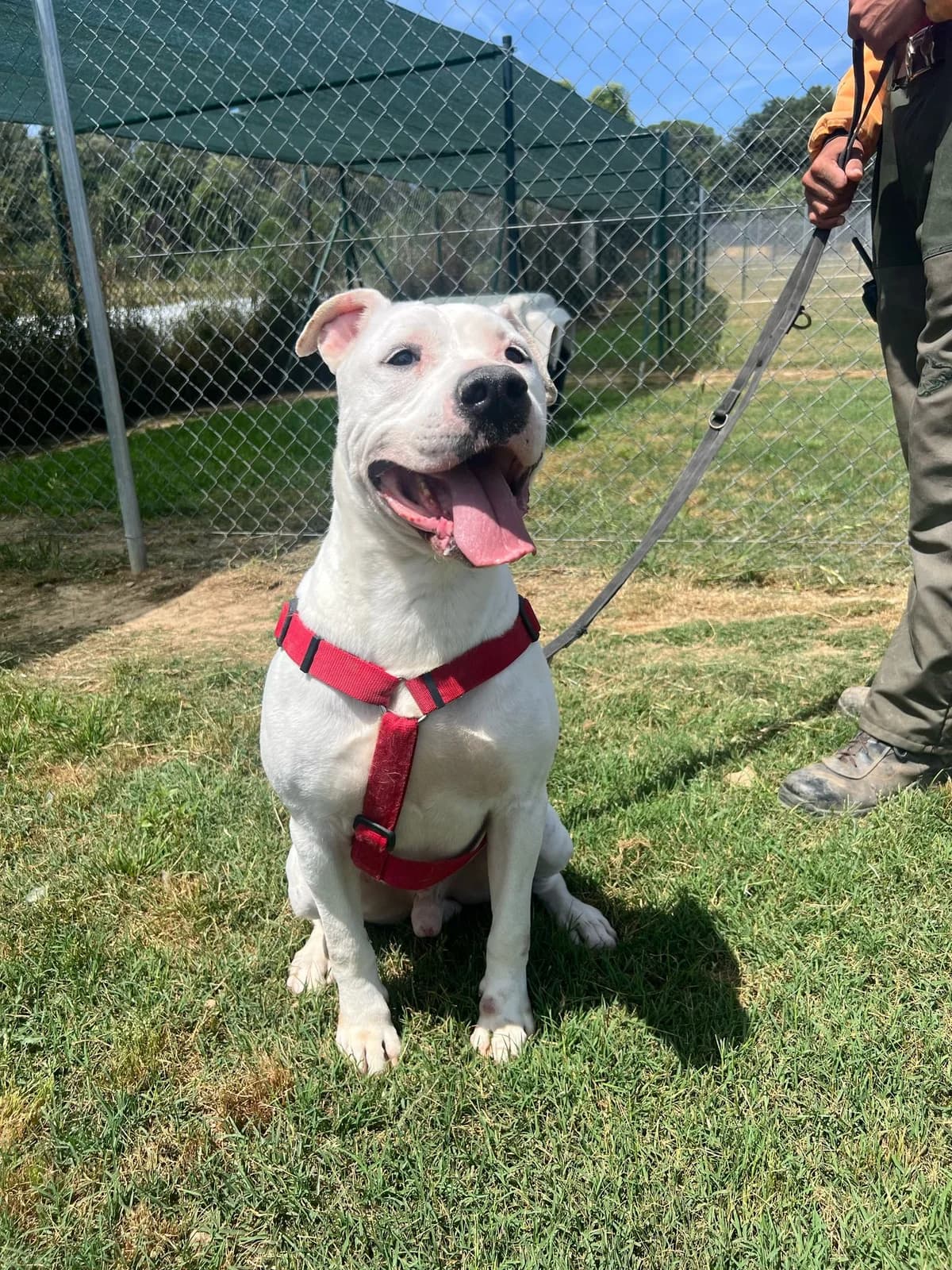 CHULO, male 3yo Pit Bull Terrier for adoption at Help Guau