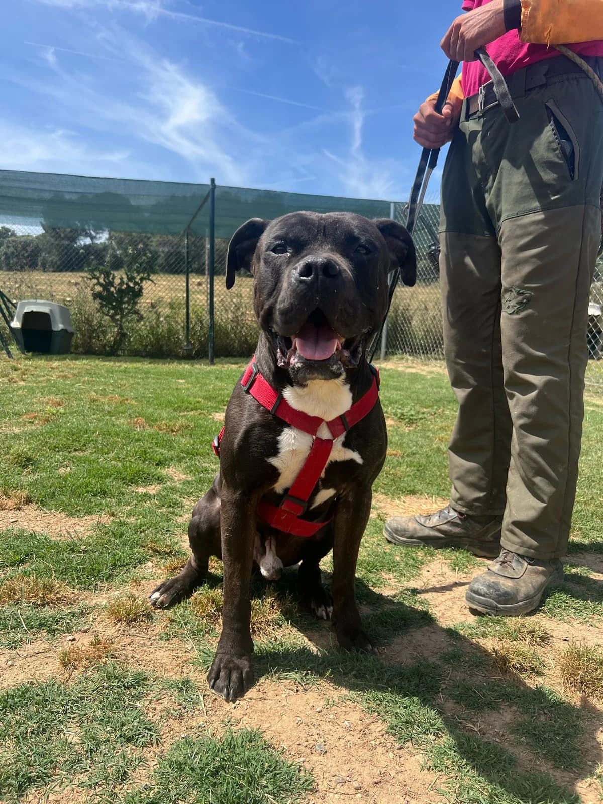 CHAMO, male 3yo American Staffordshire Terrier for adoption at Help Guau