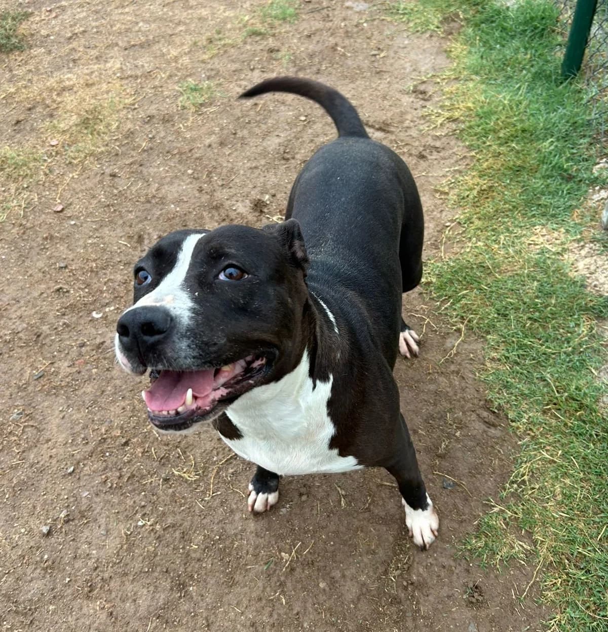 LUCY, female American Staffordshire Terrier for adoption at Help Guau