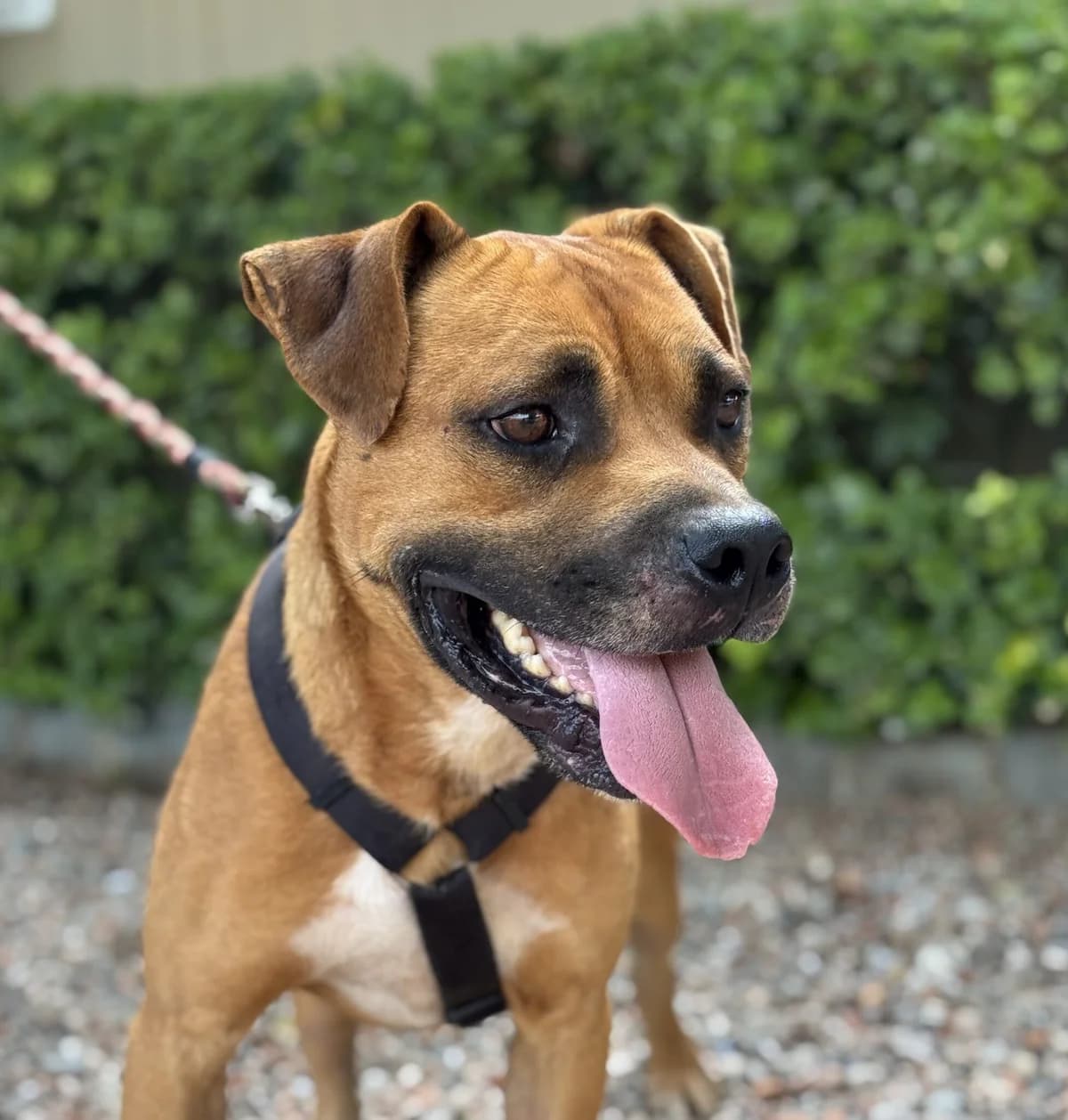 PRIM, male American Staffordshire Terrier for adoption at Help Guau